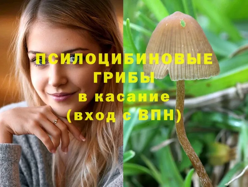 Галлюциногенные грибы Psilocybe  Нальчик 